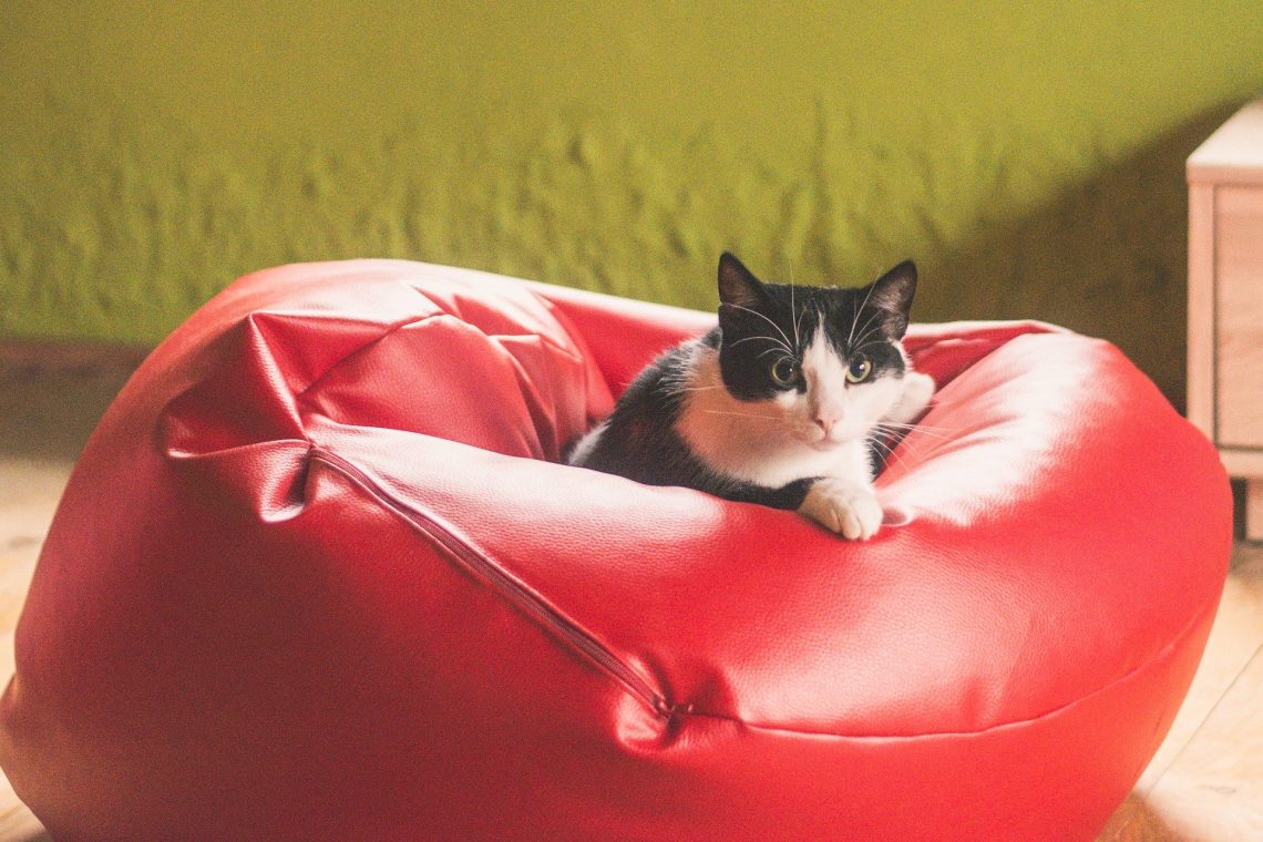 Chat-sur-un-pouf