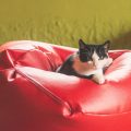 Chat-sur-un-pouf