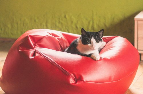 Chat-sur-un-pouf